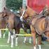 Wells Fargo Stagecoach Team